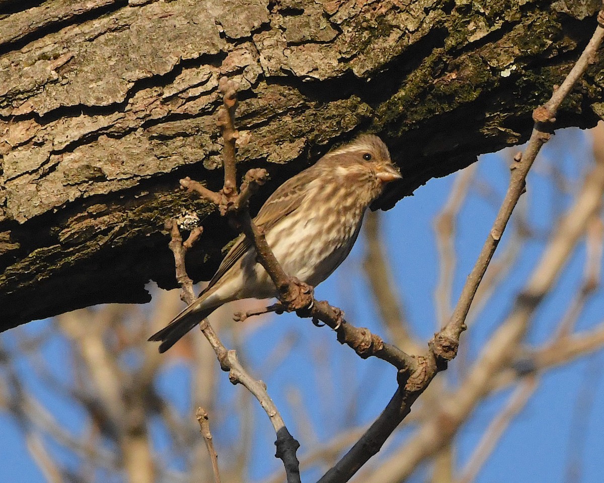 Purple Finch - ML393483561