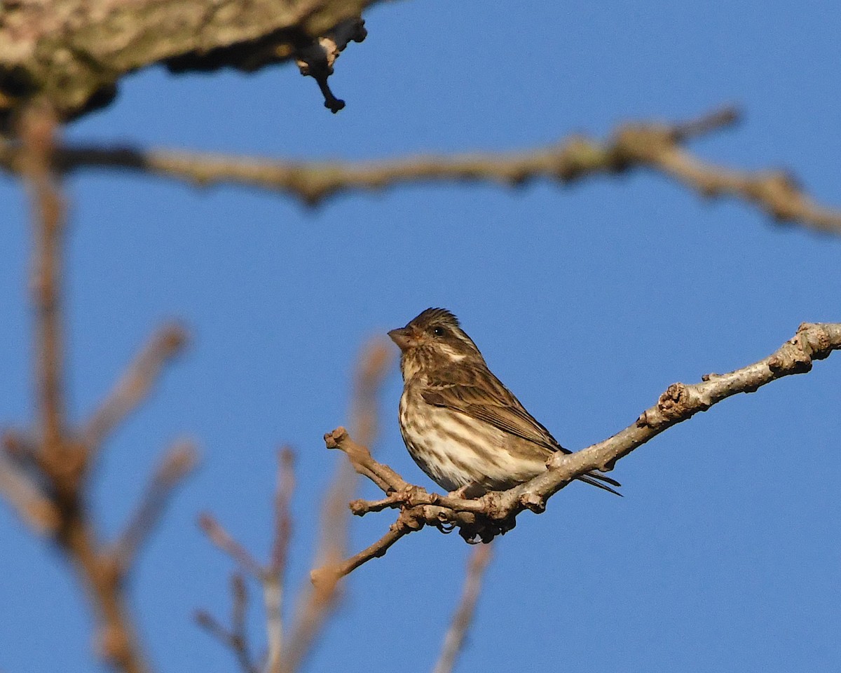 Purple Finch - ML393483931