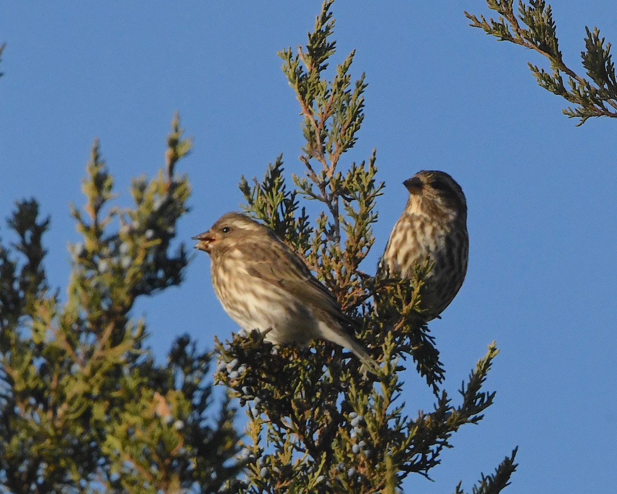 Purple Finch - ML393484421