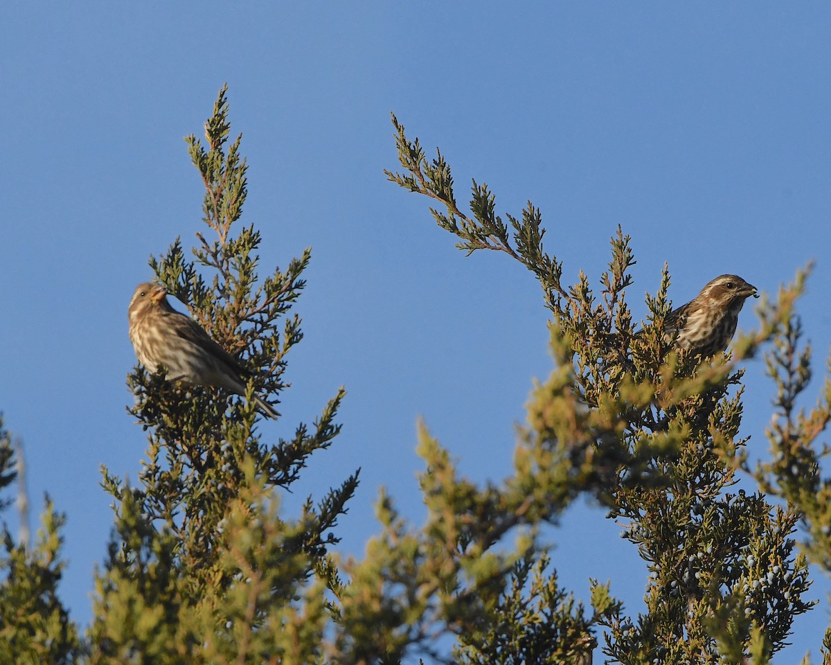 Purple Finch - ML393484981