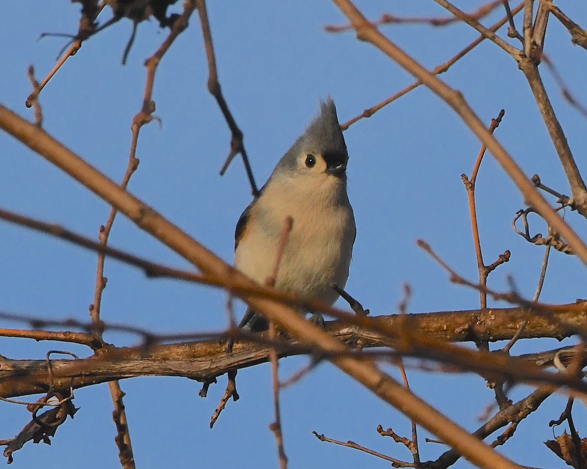 Tufted Titmouse - Ted Wolff