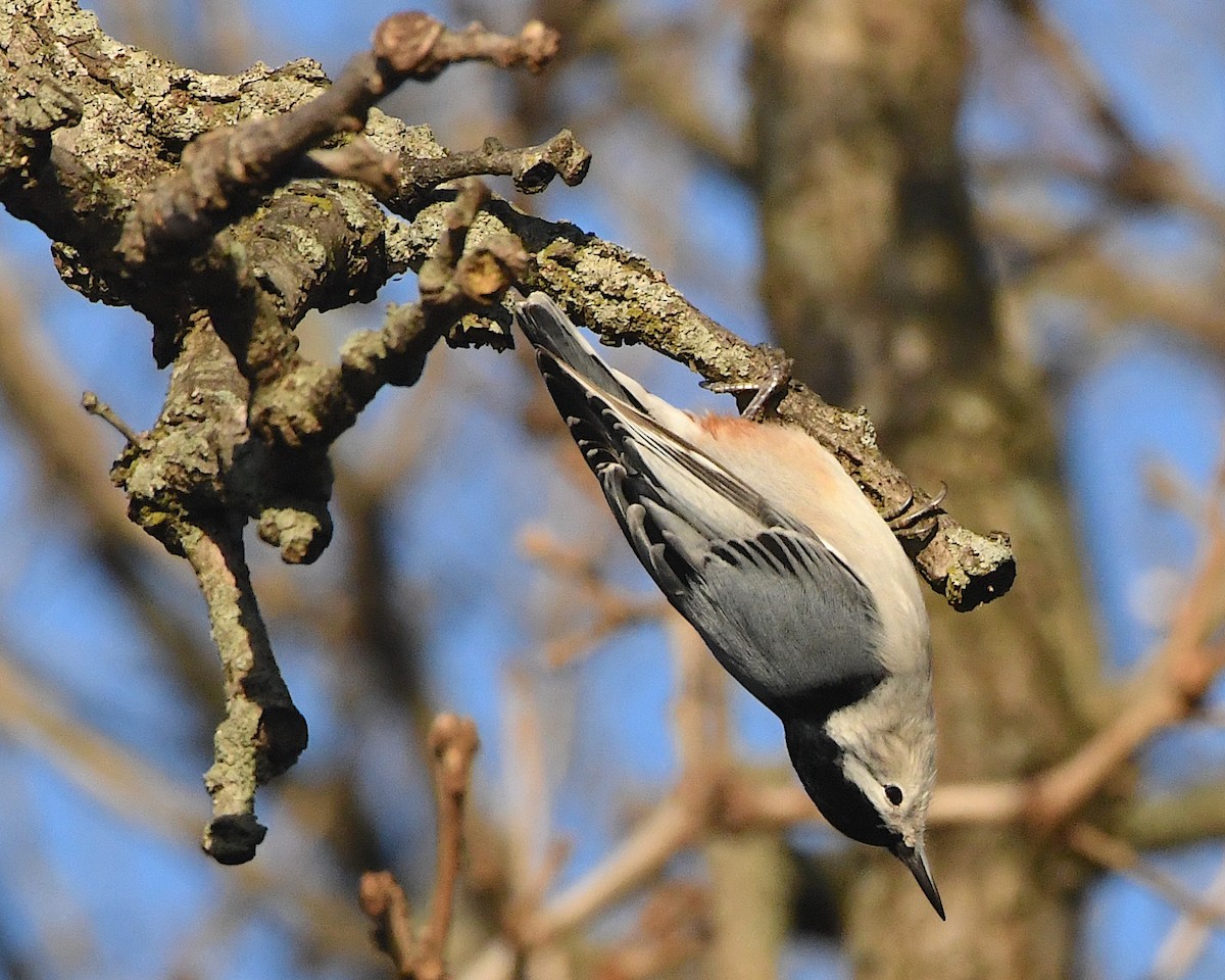 Sittelle à poitrine blanche (carolinensis) - ML393485541