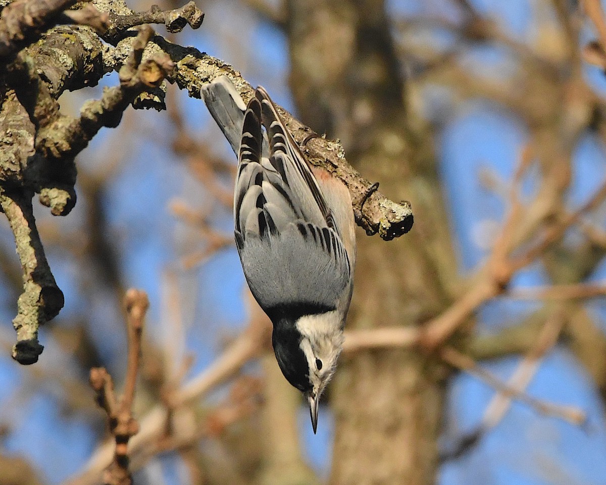 Sittelle à poitrine blanche (carolinensis) - ML393485751