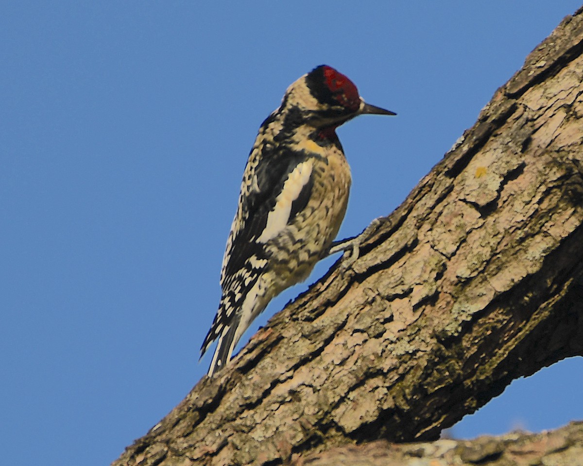 Yellow-bellied Sapsucker - ML393486321