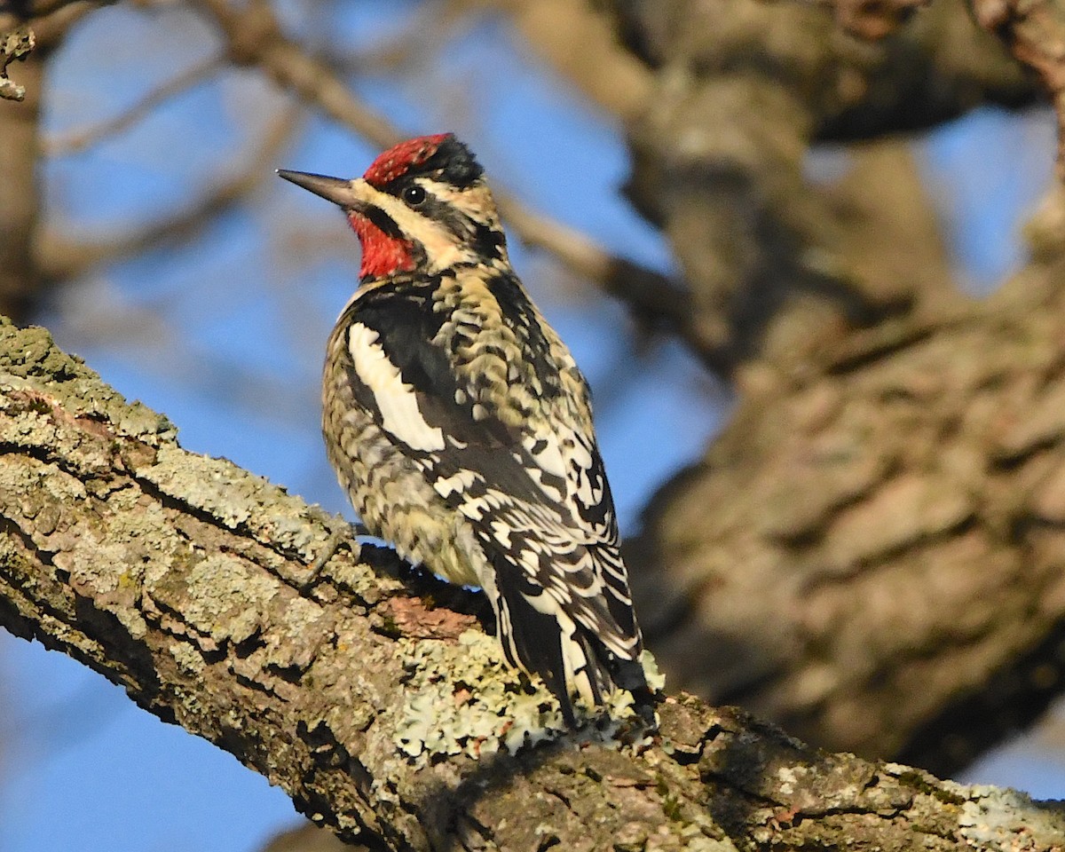 Yellow-bellied Sapsucker - ML393486801