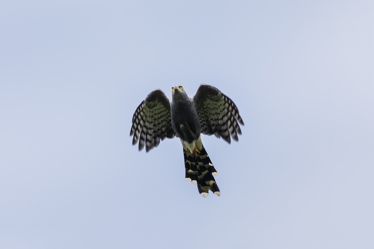 Long-tailed Hawk - ML393487081