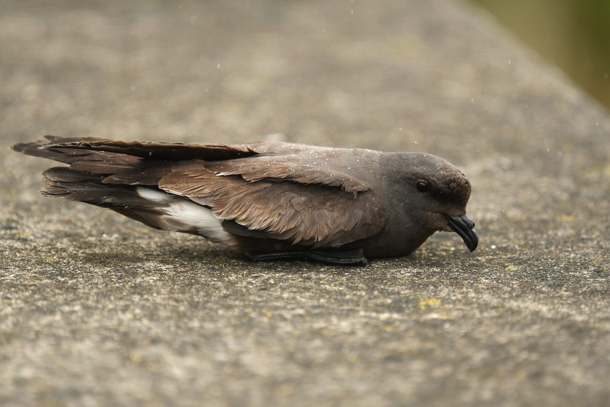 Band-rumped Storm-Petrel - Andre Vieira