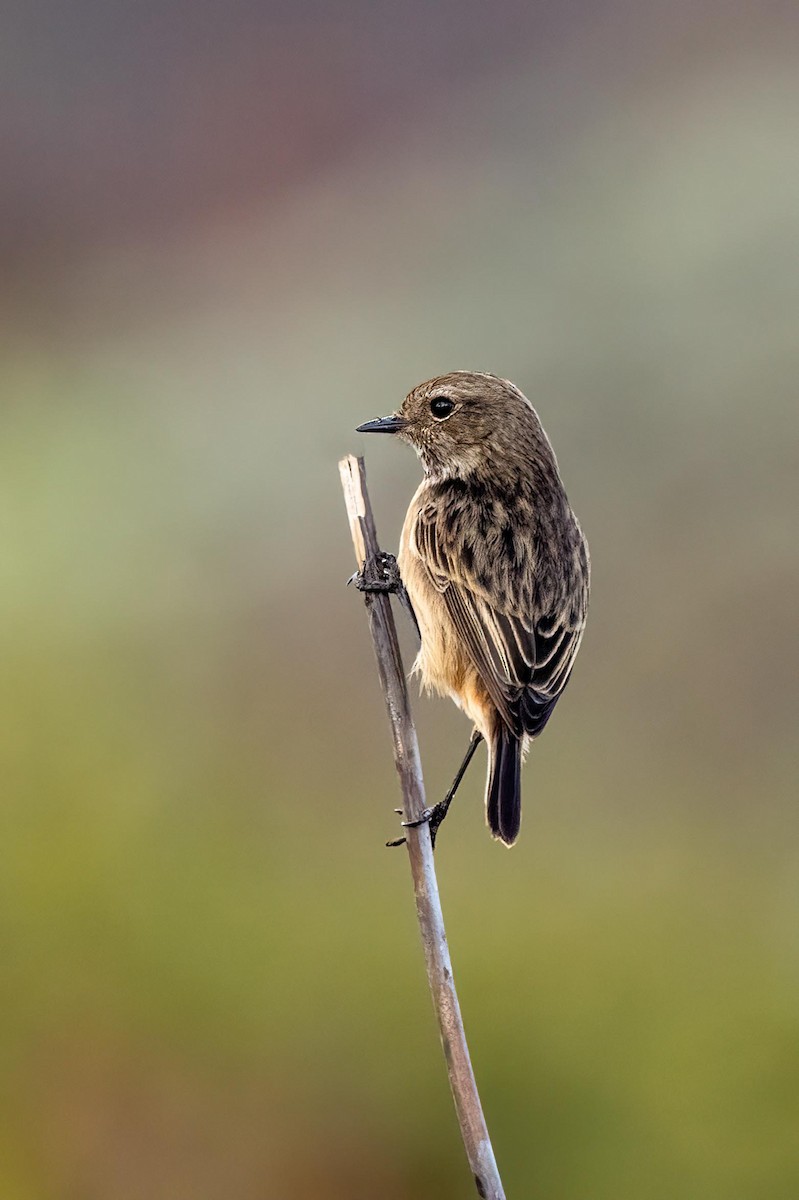 European Stonechat - ML393489491