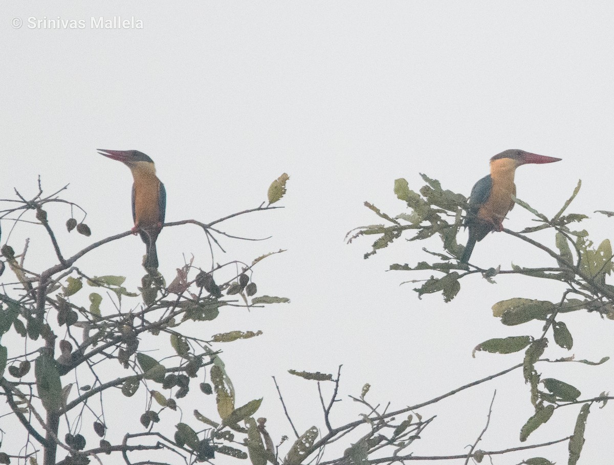 Stork-billed Kingfisher - ML393489641