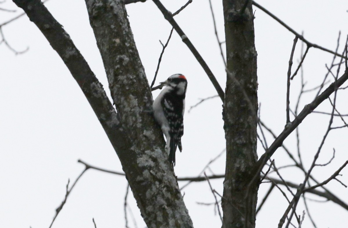 Downy Woodpecker - ML393489981