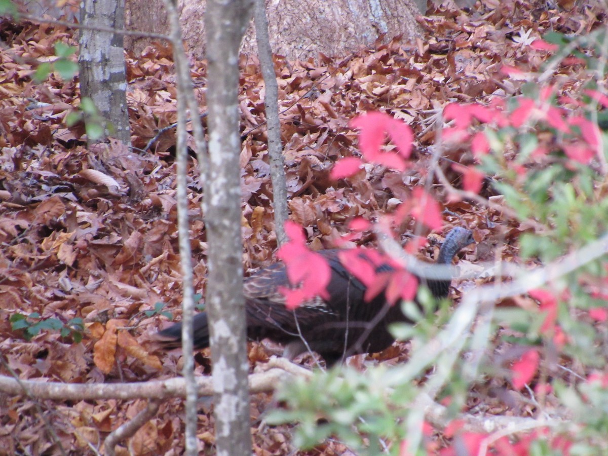 Wild Turkey - ML393490681