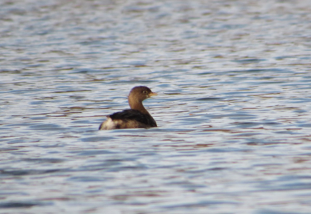 Pied-billed Grebe - ML393490721