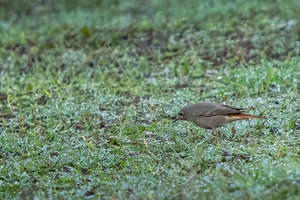Black Redstart - ML393490841