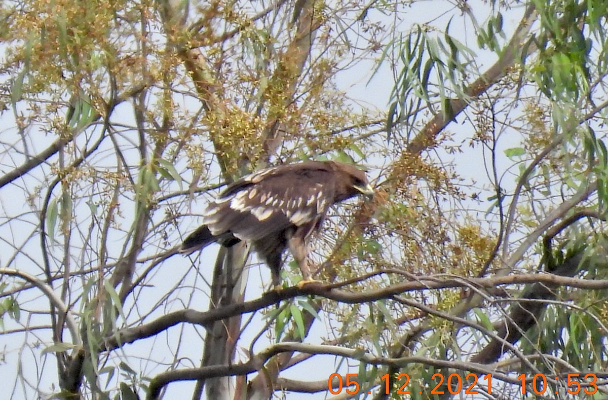 Greater Spotted Eagle - ML393491061
