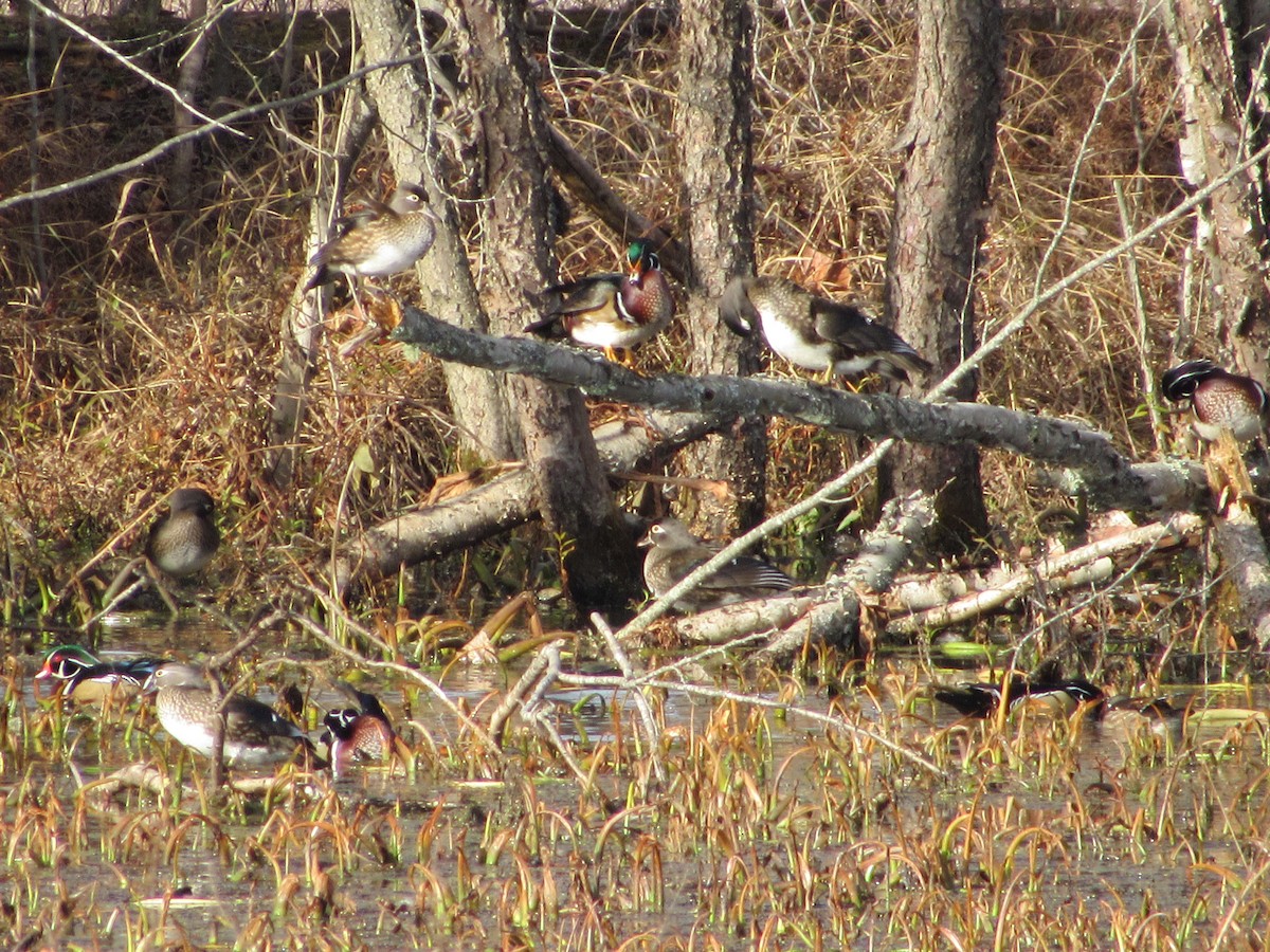Wood Duck - ML393491261