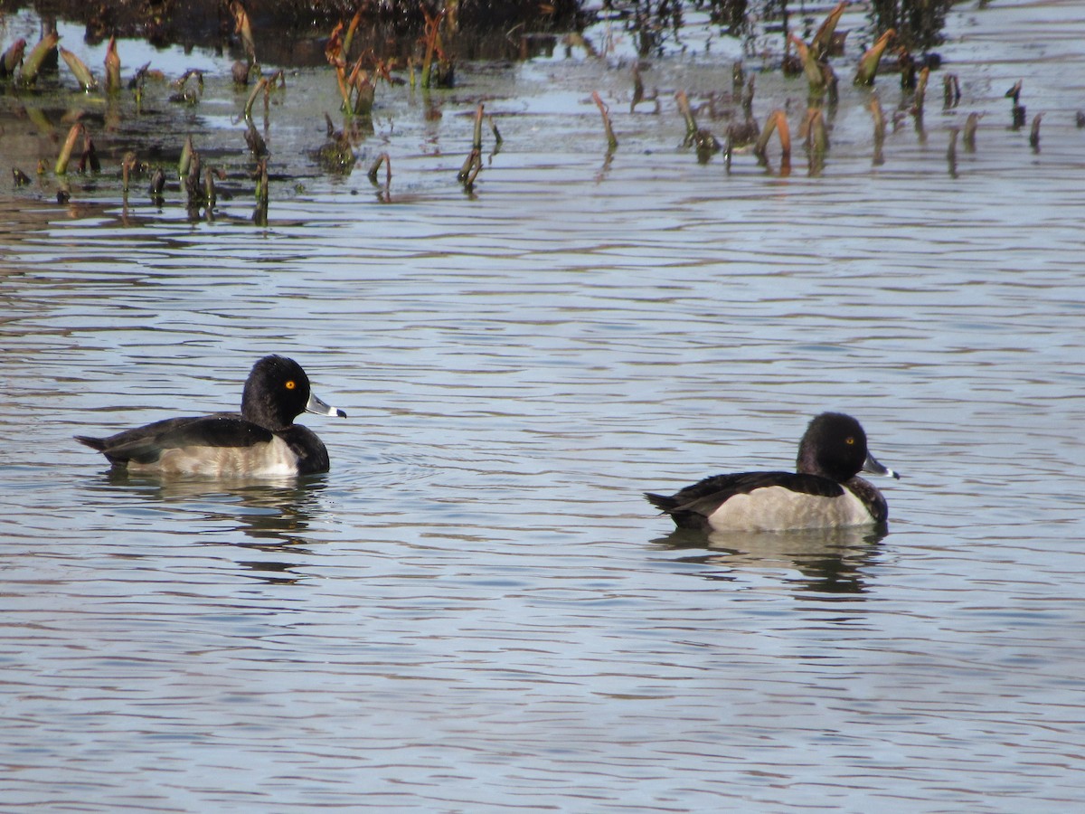 Ring-necked Duck - ML393491361