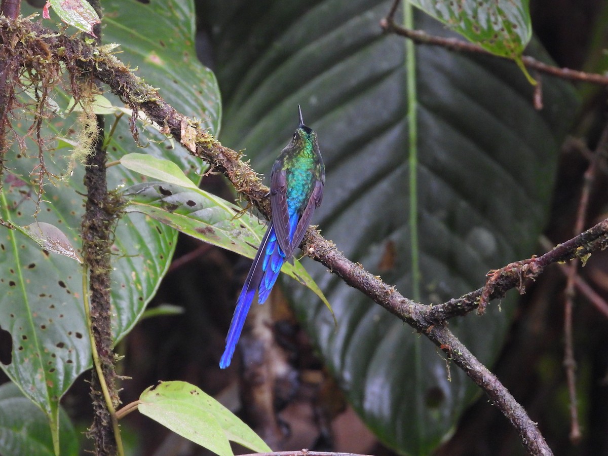 Violet-tailed Sylph - ML393491911