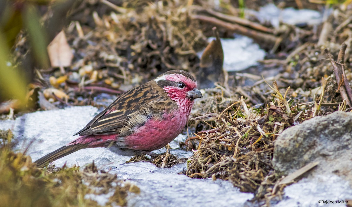 Himalayan White-browed Rosefinch - ML393492251