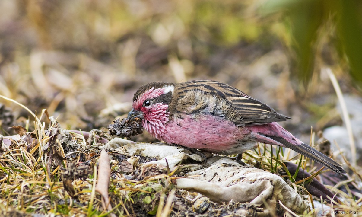 Himalayan White-browed Rosefinch - ML393492271