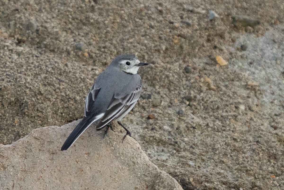 White Wagtail - ML393494201