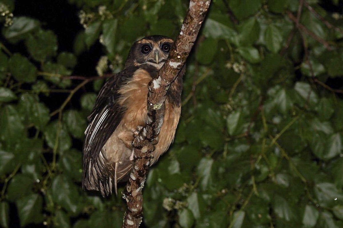 Tawny-browed Owl - ML393494531