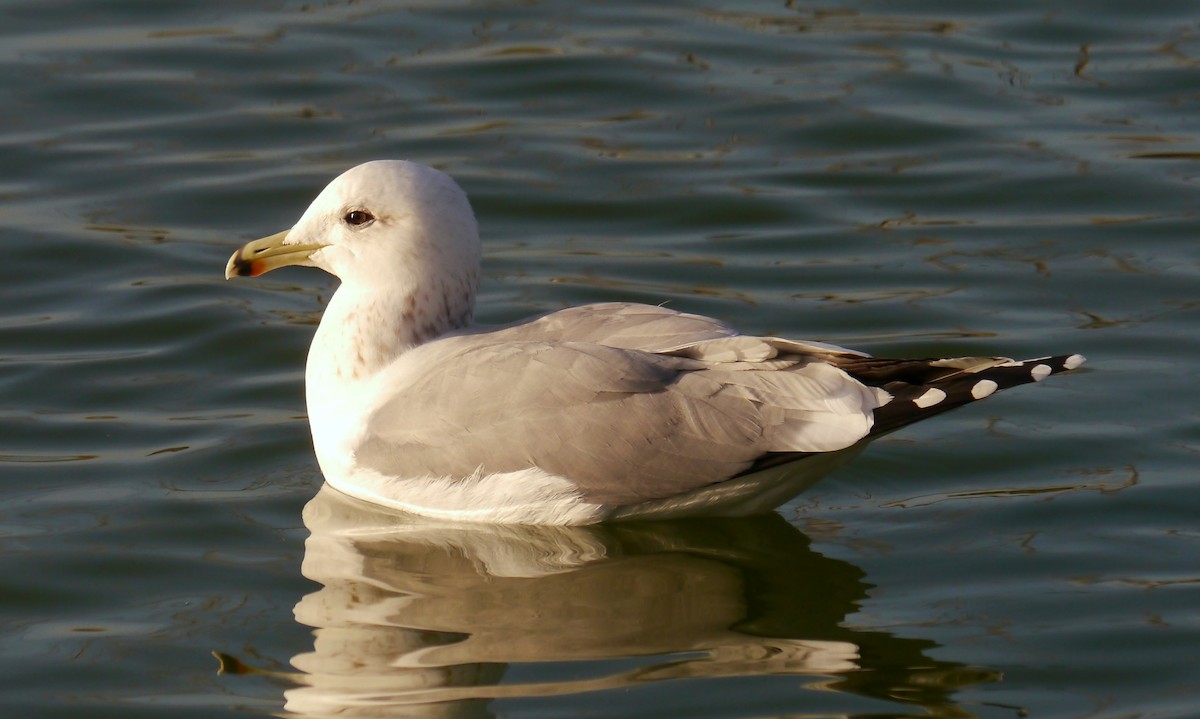 California Gull - ML393494781