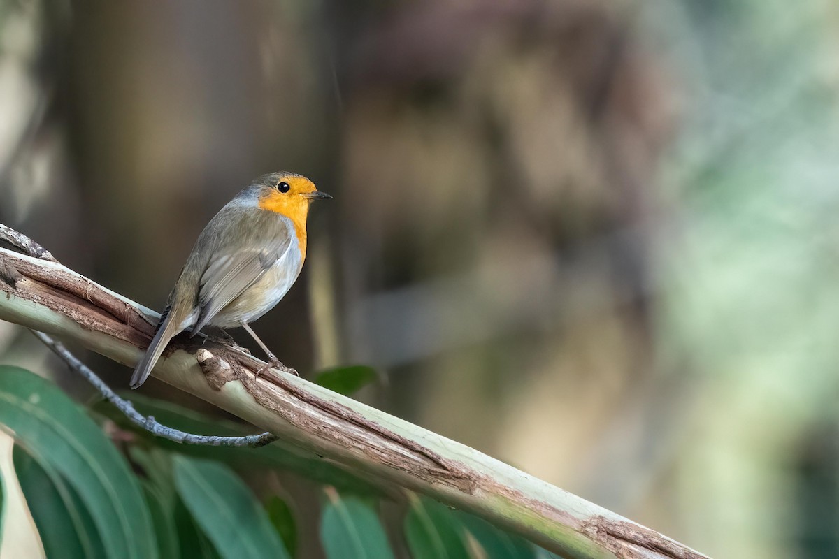 European Robin - ML393495411