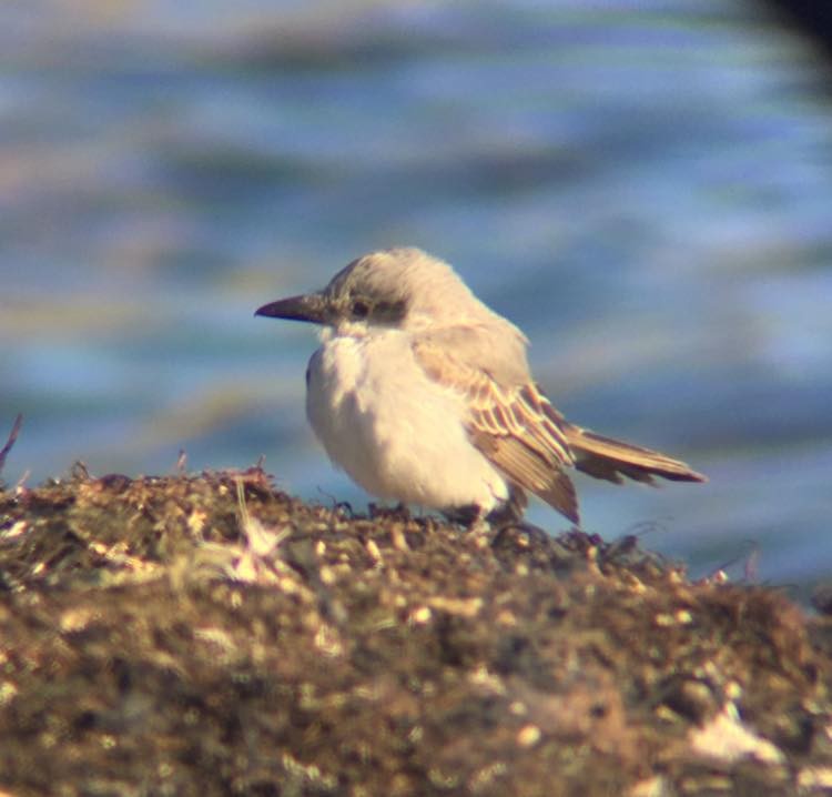 Gray Kingbird - ML393496311