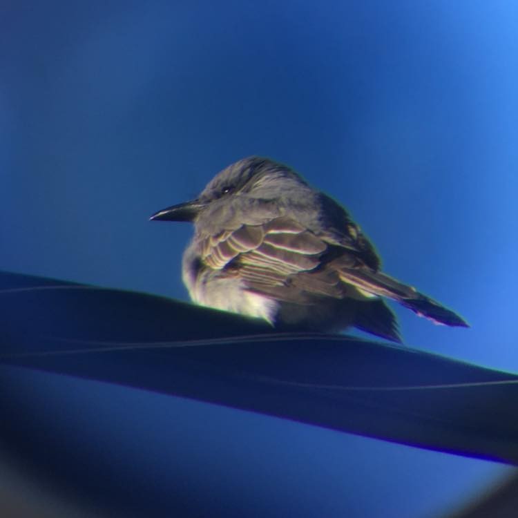 Gray Kingbird - ML393496321