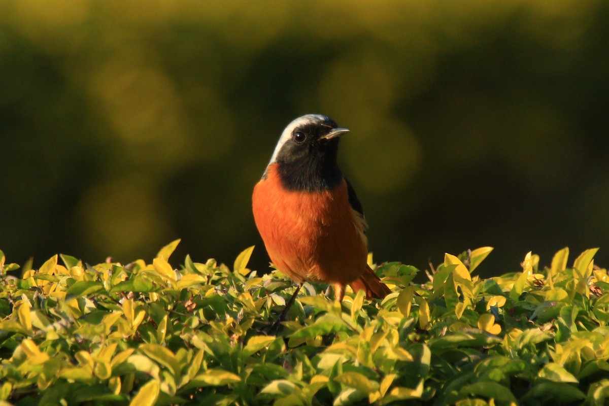 Daurian Redstart - ML393496551