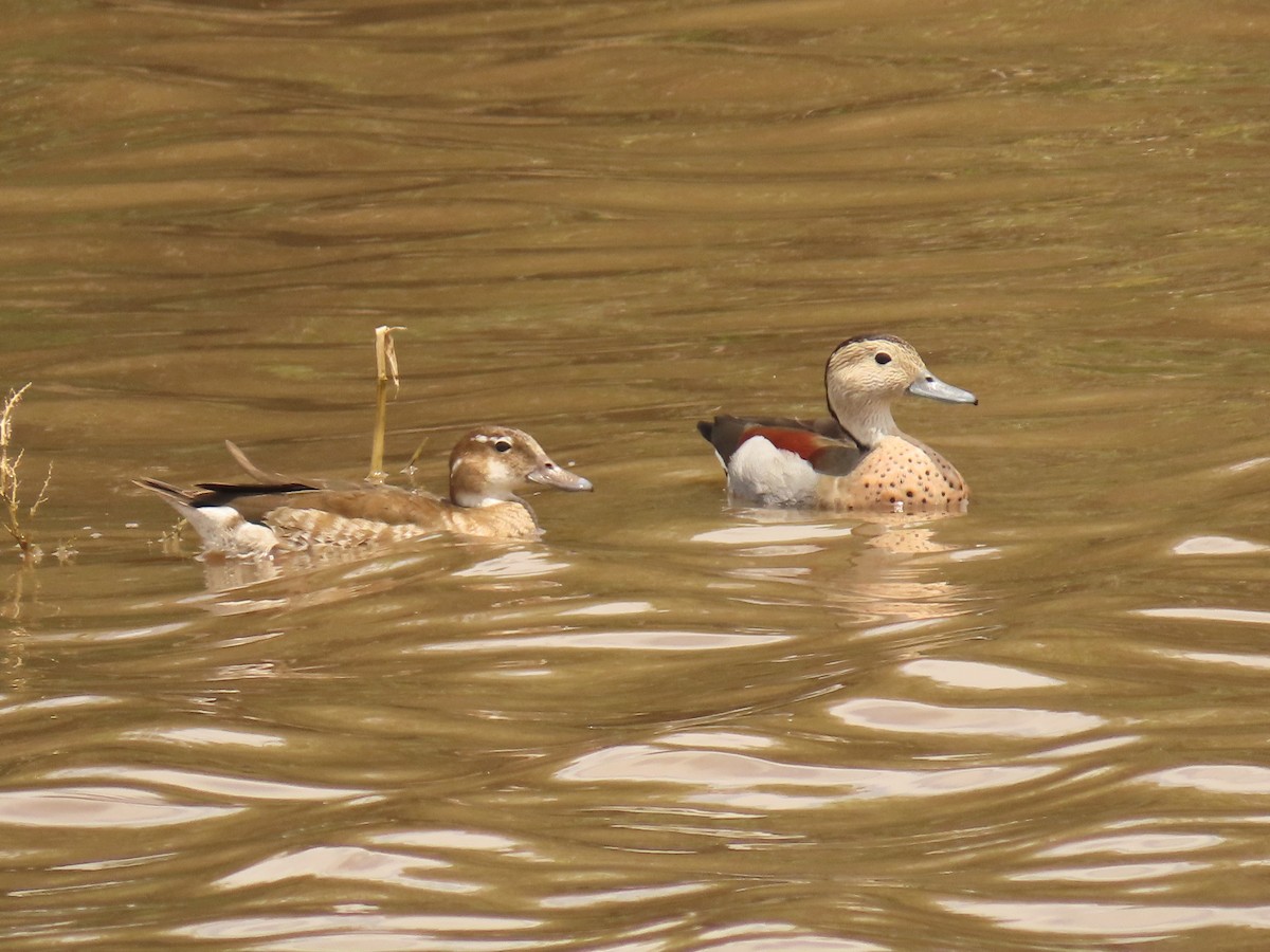 Ringed Teal - ML393496631