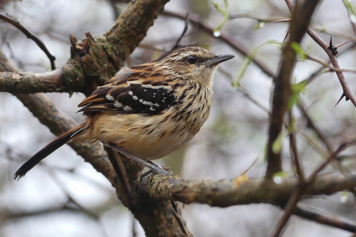 Stripe-backed Antbird - Jorge  Quiroga