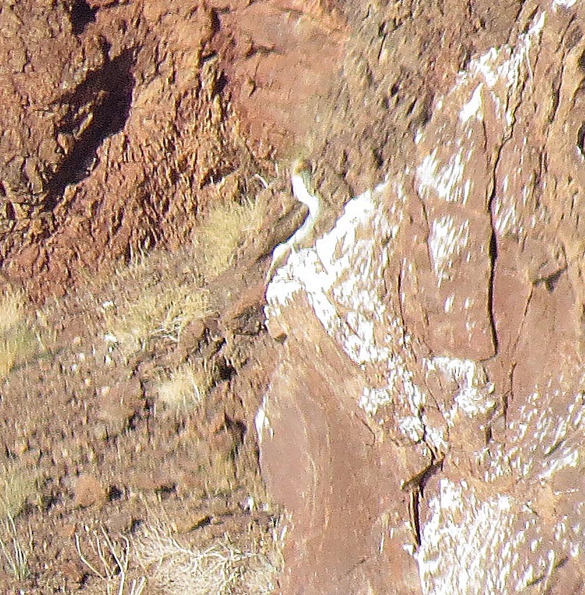 Blue-footed Booby - ML39349921