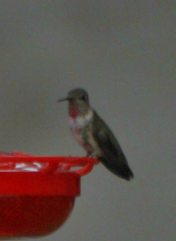 Anna's Hummingbird - ML393502511
