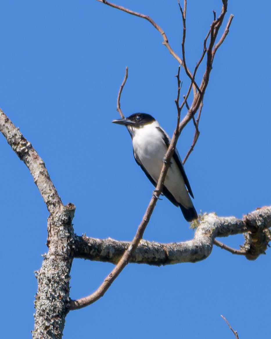 Black-crowned Tityra - ML393504331