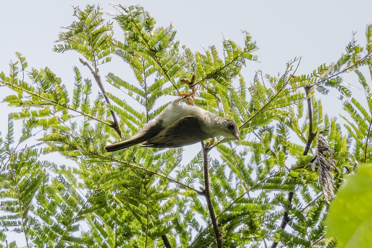 Yellow-footed Honeyguide - ML393504651