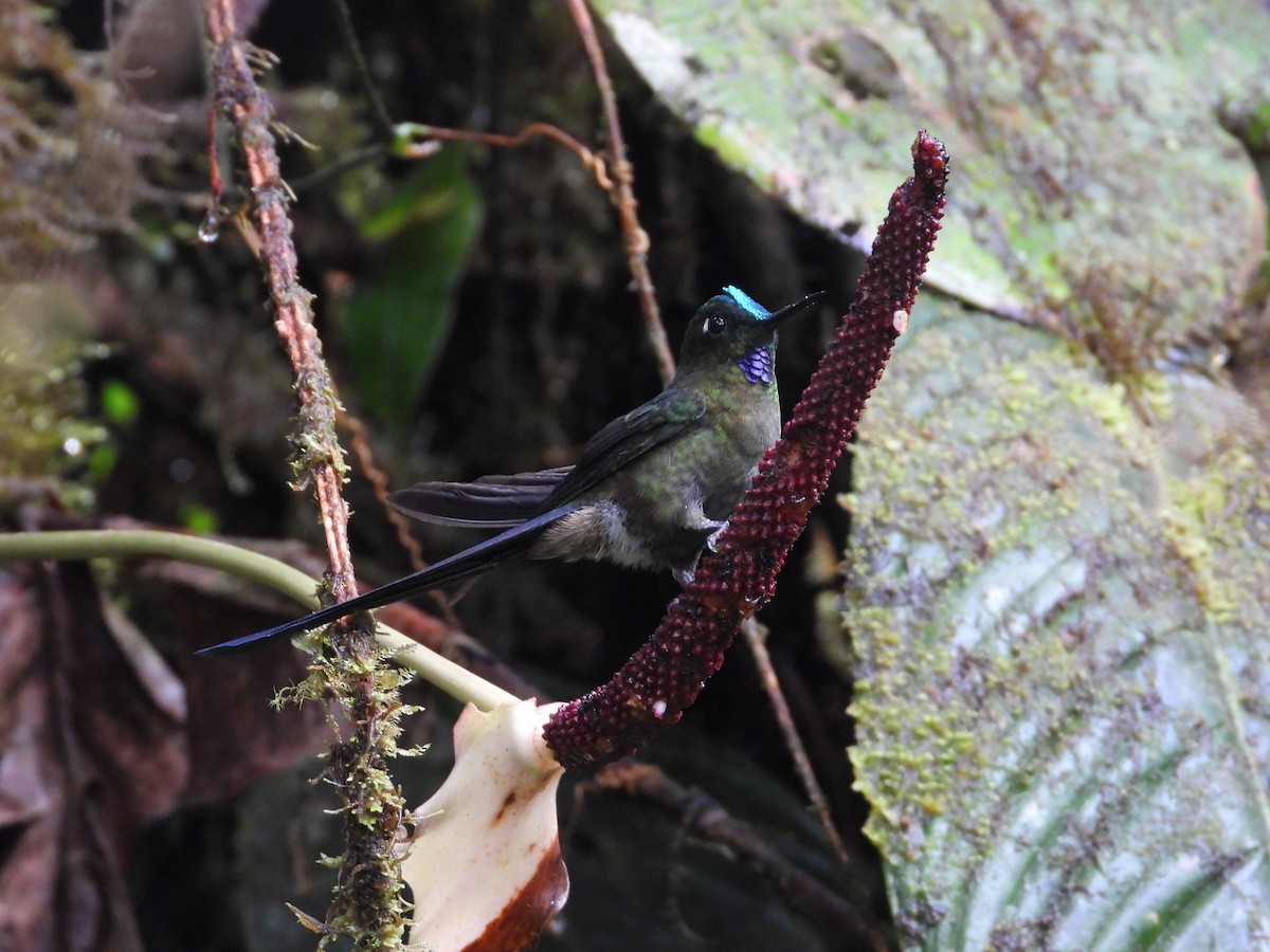 Violet-tailed Sylph - ML393504911