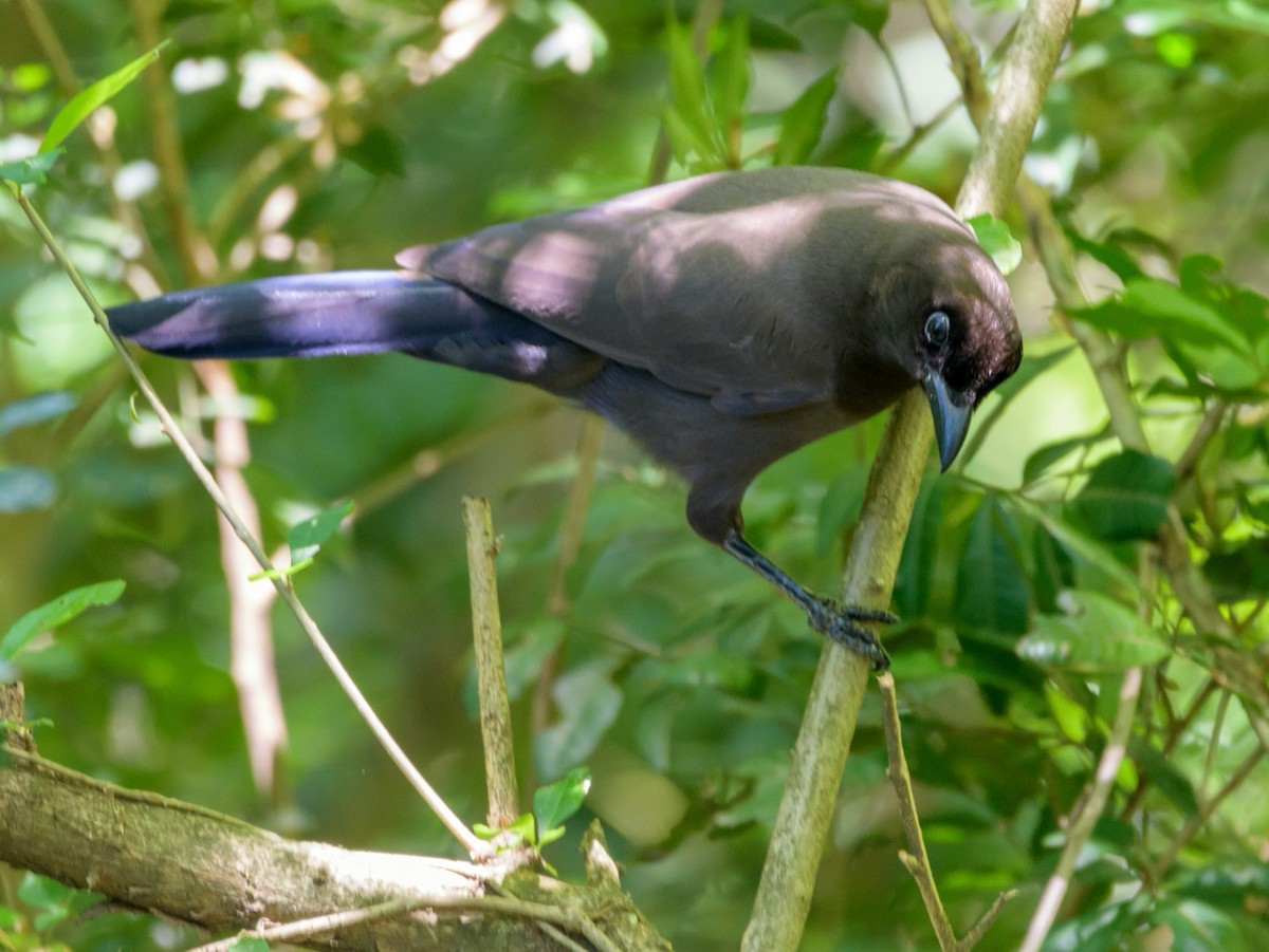 Purplish Jay - Carlos Rossello