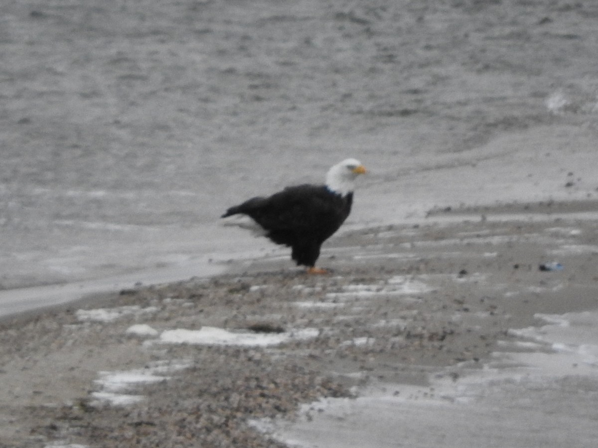 Bald Eagle - ML39350581