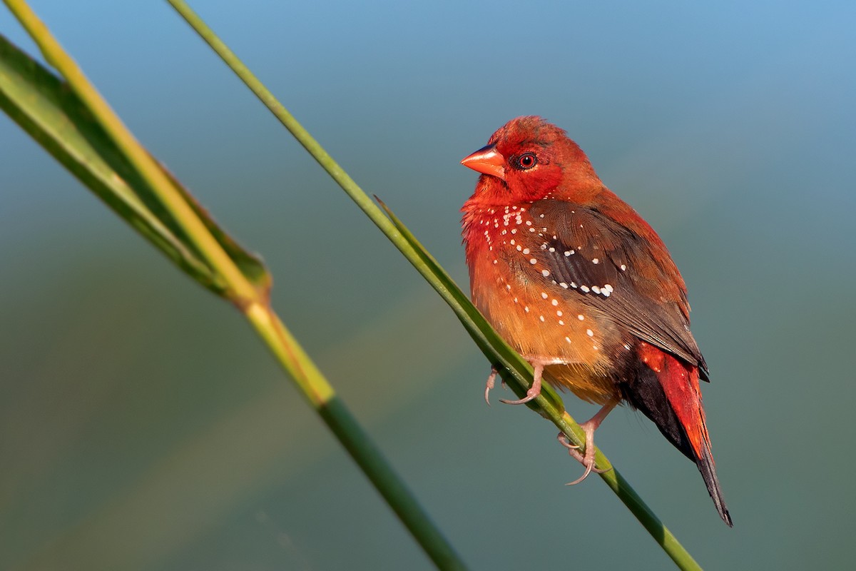 Bengali rouge (flavidiventris) - ML393506391