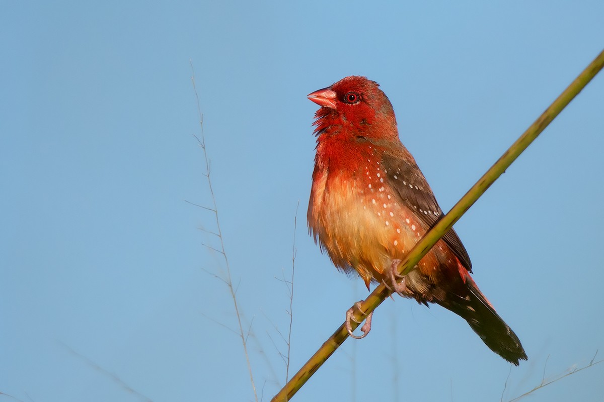 Red Avadavat (Yellow-bellied) - Ayuwat Jearwattanakanok