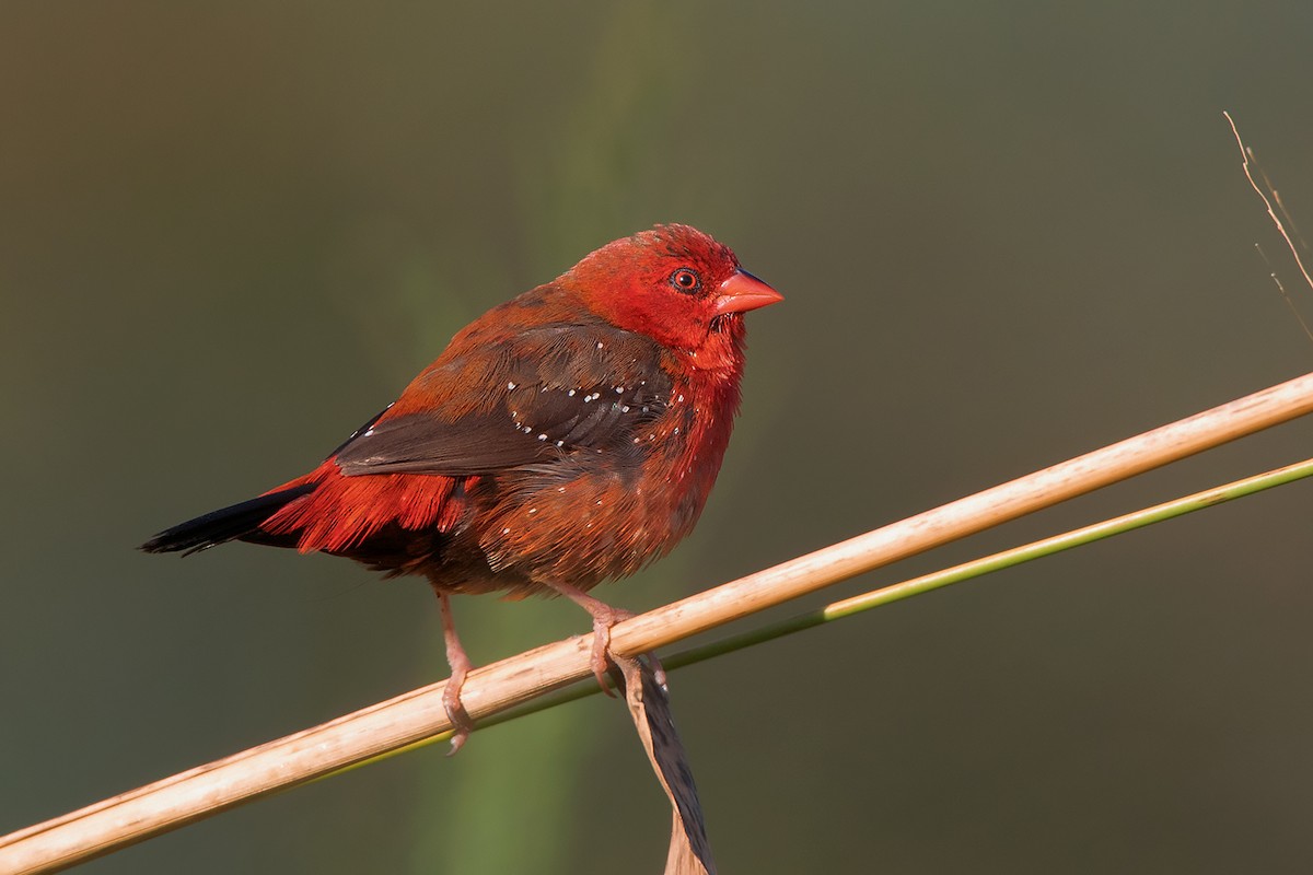 Red Avadavat (Yellow-bellied) - Ayuwat Jearwattanakanok