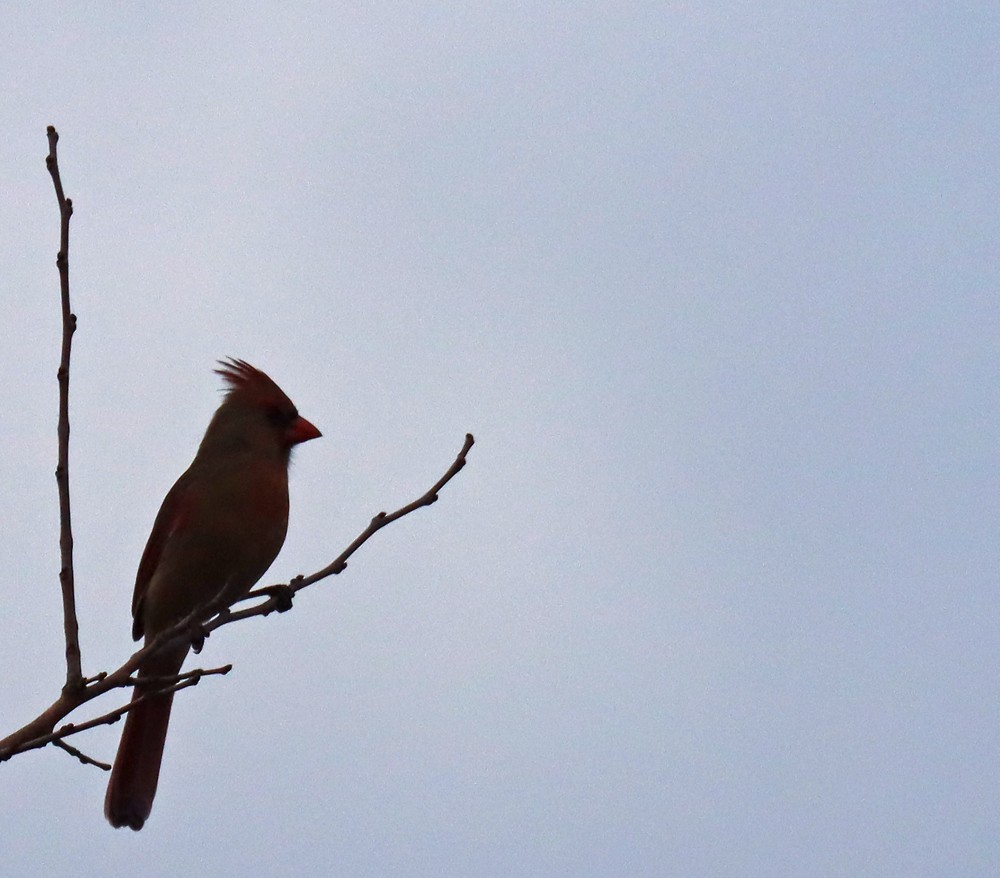 Northern Cardinal - ML393506641