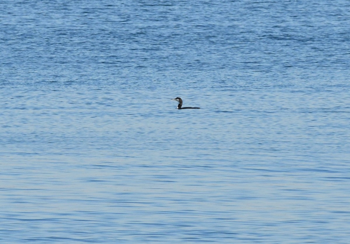 Common Loon - ML393508411