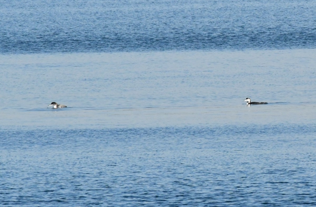 Common Loon - ML393508421