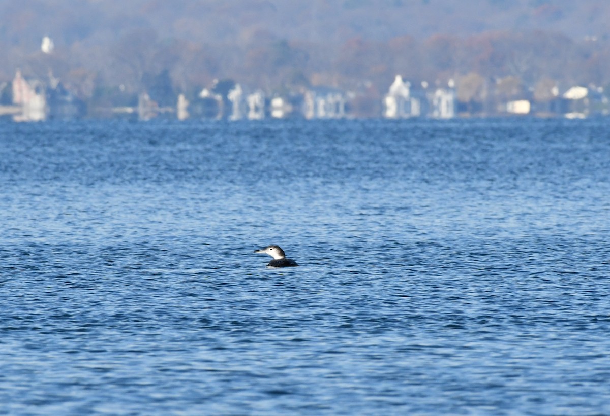 Common Loon - Joseph Walston