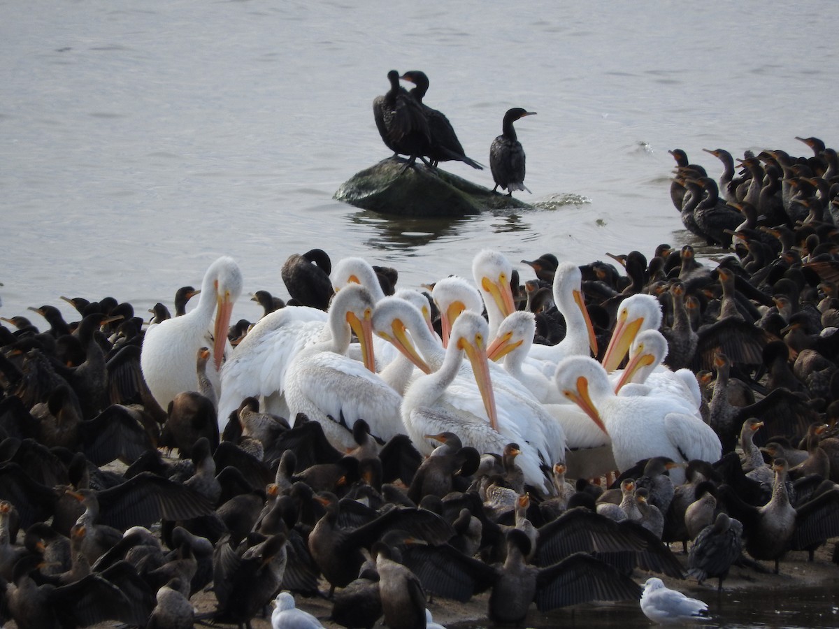 American White Pelican - ML39350981