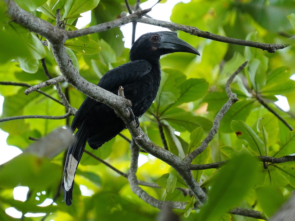 Black Hornbill - Frank Chen