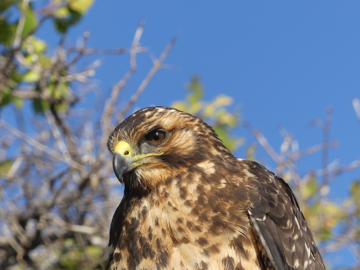 Galapagos Hawk - ML393510641