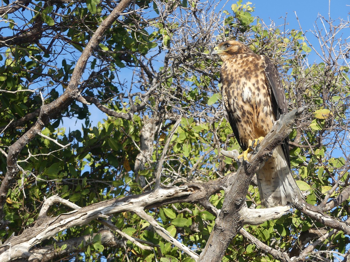 Galapagos Hawk - ML393510681